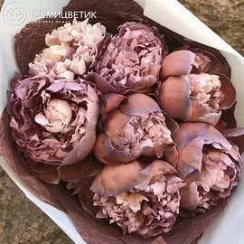 Россыпь пион Standart брауни