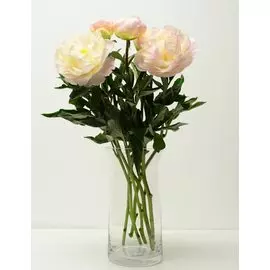 Россыпь пион Standart кремовый