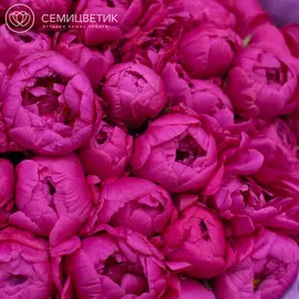 Россыпь Пион Standart Малиновый