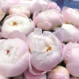 Россыпь Пион Standart Нежно-розовый