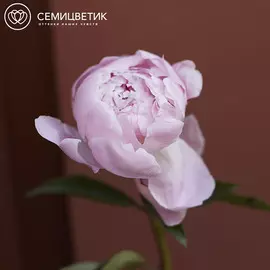 Россыпь Пион Standart Розовый