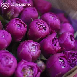 Россыпь Пион Standart Сливовый