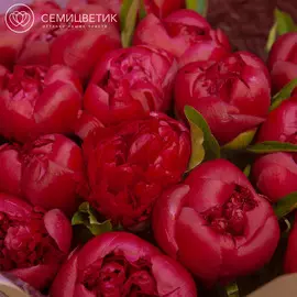 Россыпь пион Standart темно-малиновый