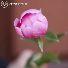 Россыпь Пион Standart Ярко-розовый