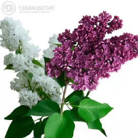 Россыпь Сирень