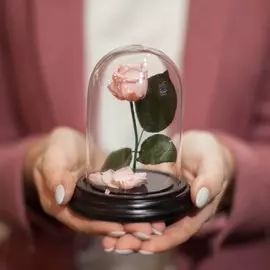 Роза в Колбе H12 * D9 Лайт пинк (светло-розовая)