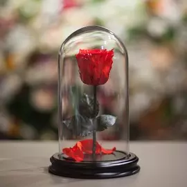 Роза в Колбе H22*D13