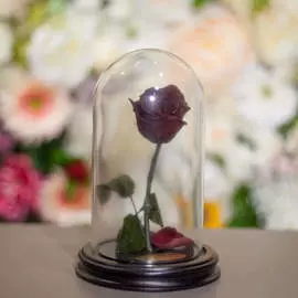 Роза в Колбе H22 * D13 Гренаде (темно-красная)