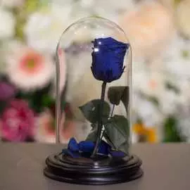 Роза в Колбе H22 * D13 Роял блю (синяя)