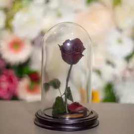 Роза в Колбе H22 * D13 Верона ред (красная)