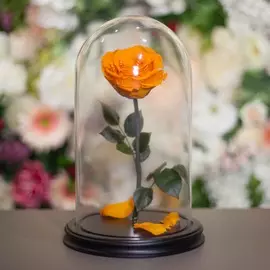 Роза в Колбе H31 * D18 Пав пав (оранжевая)