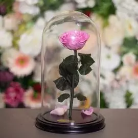 Роза в Колбе H31 * D18 Пинк (розовая)