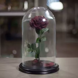 Роза в Колбе H33 * D20 Гренаде (темно-красная)