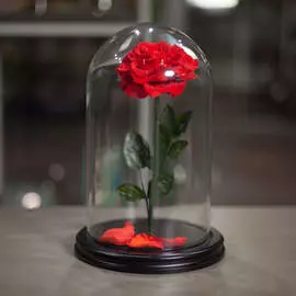 Роза в Колбе H33 * D20 Вермонт ред (красная)