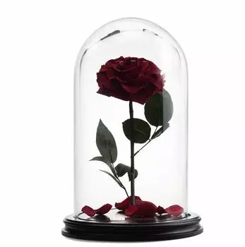 Роза в Колбе H33 * D20 Верона ред (красная)