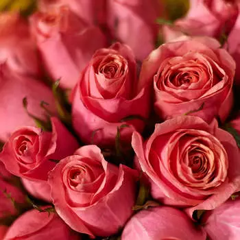 Розовые розы 40 см Premium