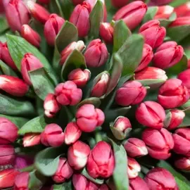 Розовые тюльпаны