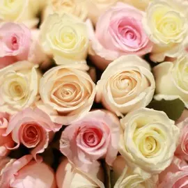 Розы (50-70 см)