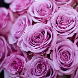 Сиреневые розы Cool Water 40 см опт