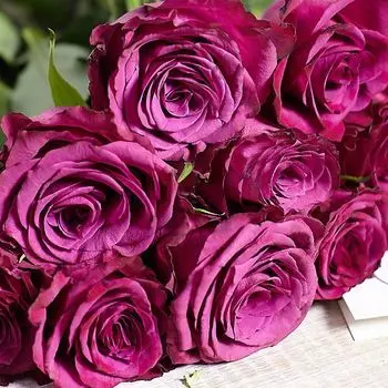 Тёмно-фиолетовые розы 40 см Premium