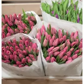 Тюльпаны микс мелкий и крупный опт