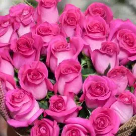 Ярко-розовые розы Topaz 70 см