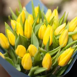 Желтые тюльпаны