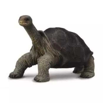 Абингдонская слоновая черепаха