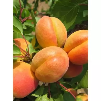 Абрикос "Августин", ОКС, 1 шт Весна 2023