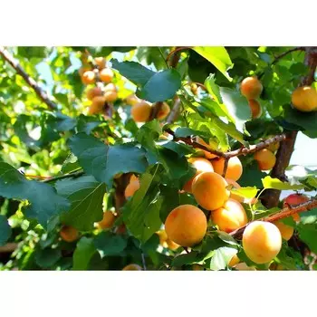 Абрикос маньчжурский, С3 (горшок 3 л), 60-80 см высота, 1 шт
