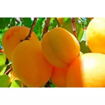 Абрикос "Ранний", ОКС, 1 шт Весна 2023