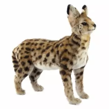 Африканский сервал, 48 см