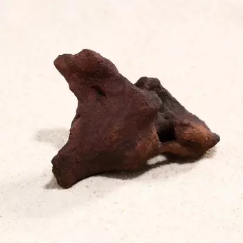 Африканское дерево BARBUS МОПАНИ 5см