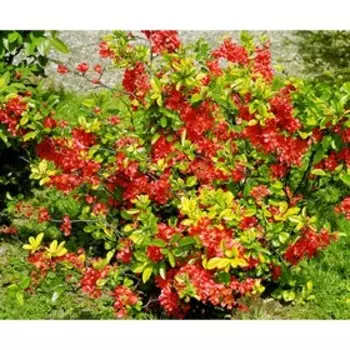 Айва Елли Моссел, Горшок Р9, 1шт, Июнь 2022