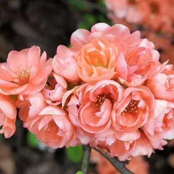 Айва Фэлконет Скарлет, Горшок Р9, 1 шт, Август 2022