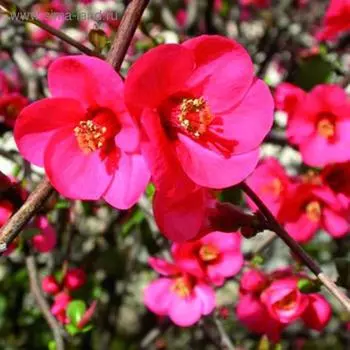 Айва Эрнест Финкен, Горшок Р9, 1 шт, Август 2022