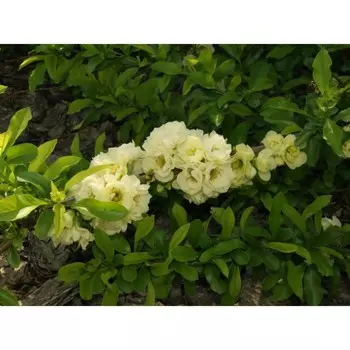 Айва Юкиготен, Горшок Р9, 1шт, Июнь 2022