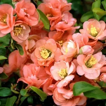 Айва Камео, Горшок Р9, 1 шт, Август 2022