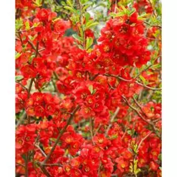 Айва Клементина, Горшок Р9, 1шт, Июнь 2022