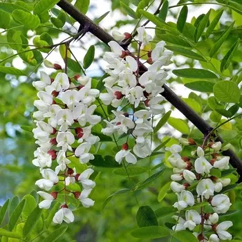 Акация белая (Робиния) «Альба», саженец, туба, 1 шт.
