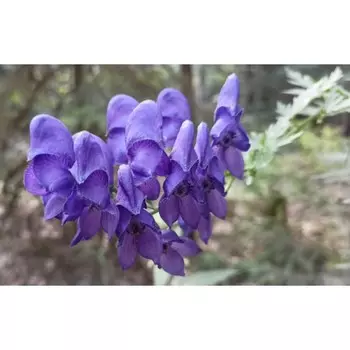 Аконит клобучковый (цветы синие) , Горшок С2, 1 шт, Весна 2024