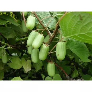 Актинидия Крупноплодная, Горшок Р9, 1 шт, Август 2022