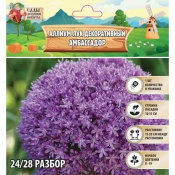 Аллиум лук декоративный Амбассадор, многолетник, луковица, р-р 24/28, 1 шт.