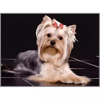 Алмазная мозаика без подрамника «Любимец» 40 30 см, 28 цветов