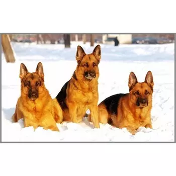 Алмазная мозаика без подрамника «Три друга», 50 30 см, 37 цветов