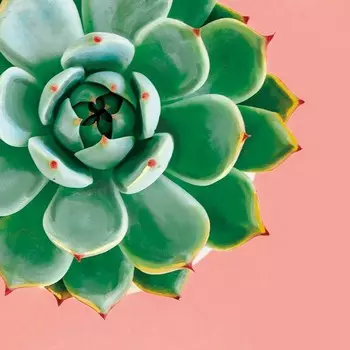 Алмазная мозаика с полным заполнением «Суккулент» 20х20 см, на подрамнике