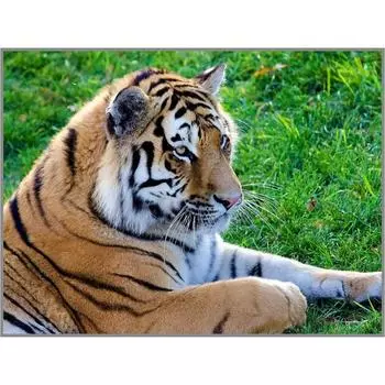 Алмазная мозаика «Тигр на лужайке» 2720см, 28 цветов