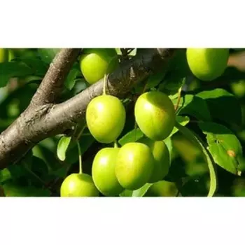 Алыча "Вишневая зеленая", ОКС, 1 шт Весна 2023
