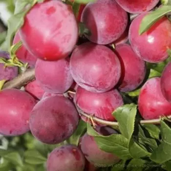 Алыча "Забавница", ОКС, 1 шт Весна 2023