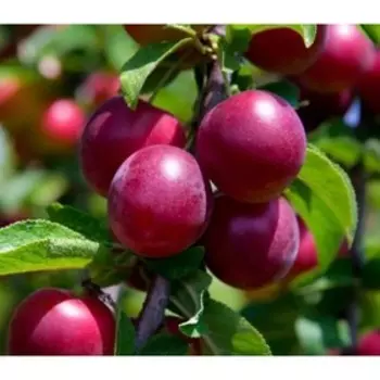 Алыча "Забавница", Р9 (горшок квадратный 9 см), 1 шт Весна 2023